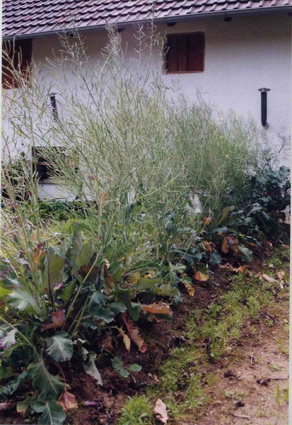 Garten Wildkohl