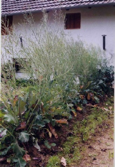 Helgoländer Wildkohl, ausgewachsene Pflanze zur Samengewinnung