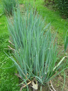 Winterhecken-Zwiebel